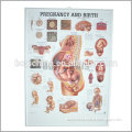 3D PVC embossed poster for Anatomy